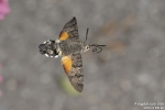 Taubenschwänzchen260601165614