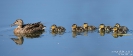 Stockente_8951_Montage
