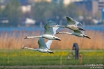 Höckerschwan190419090627