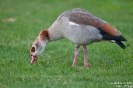 Nilgans100402074410
