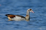 Nilgans210901092955