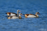 Nilgans210901093006