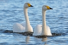 Singschwan130508165354