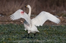 Zwergschwan110103110708