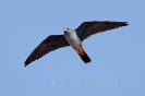 Rotfussfalke110429082744