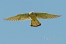 Turmfalke090509110330