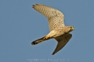 Turmfalke120314174904