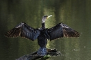 Kormoran111011161208