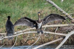 Kormoran171113140250
