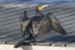 Kormoran241127150138