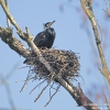 Kormoran250303121602