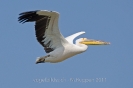 Rosapelikan110423093914-(1)