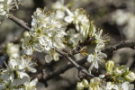 Zwetschgenblüte260408151130