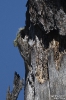 Waldbaumläufer260623095826