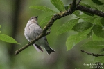 Halsbandschnäpper180520174524