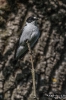 Halsbandschnäpper180520175036