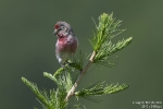 Birkenzeisig260623104010
