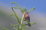 Buchfink260623104502